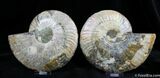 Large Inch Split Ammonite Pair From Madagascar #775-2